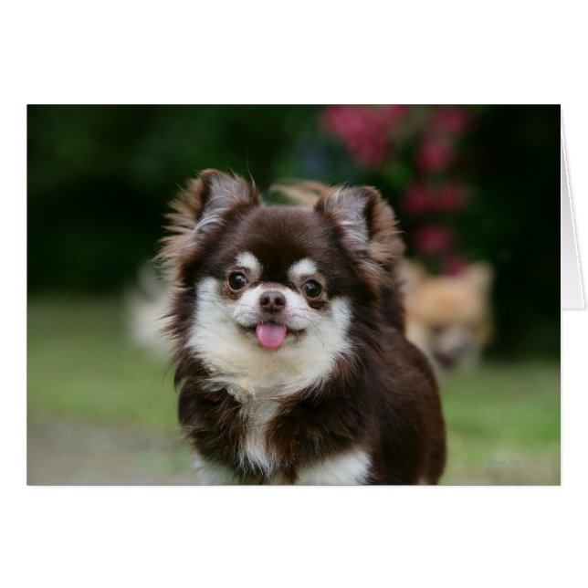 Long Haired Chihuahua Headshot 1 (Front Horizontal)