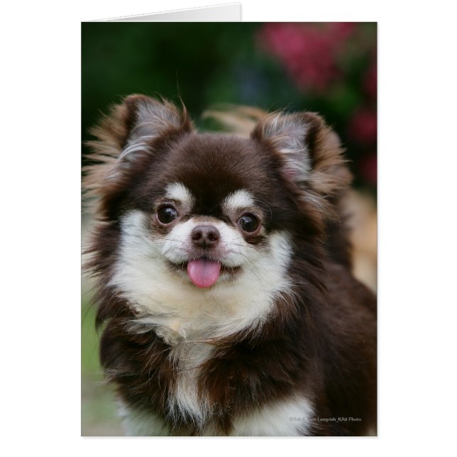 Long Haired Chihuahua Headshot 1 (Front)