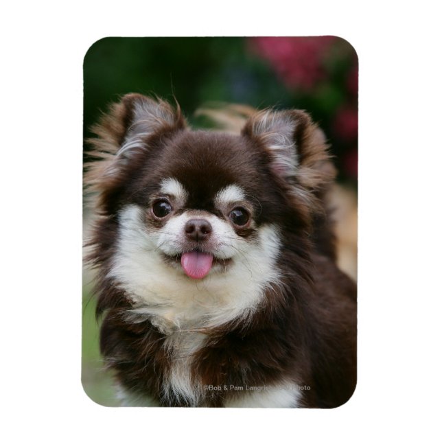 Long Haired Chihuahua Headshot 1 Magnet (Vertical)