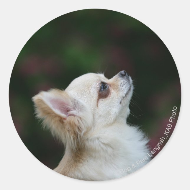 Long Haired Chihuahua Headshot 2 Classic Round Sticker (Front)