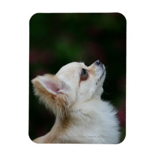 Long Haired Chihuahua Headshot 2 Magnet