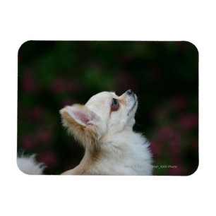 Long Haired Chihuahua Headshot 2 Magnet