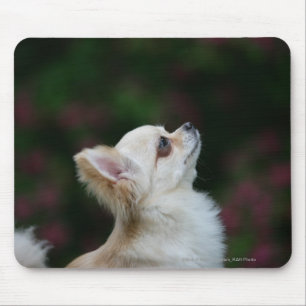 Long Haired Chihuahua Headshot 2 Mouse Mat