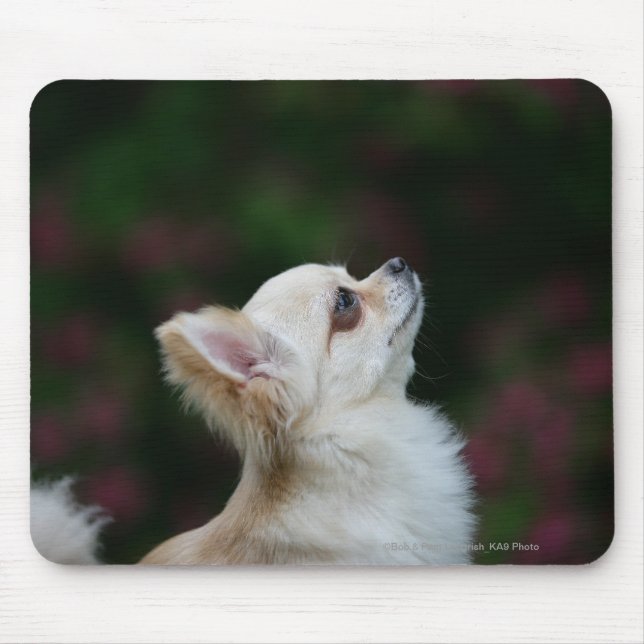 Long Haired Chihuahua Headshot 2 Mouse Mat (Front)
