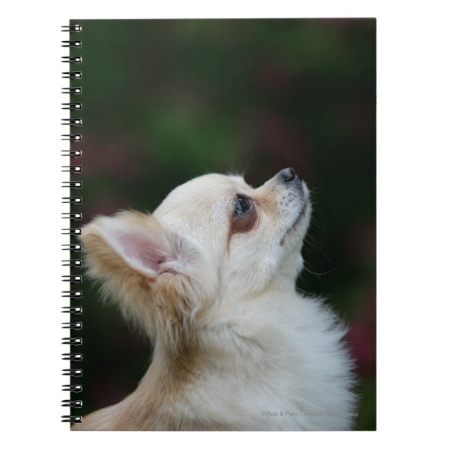 Long Haired Chihuahua Headshot 2 Notebook (Front)