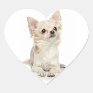Long Haired Chihuahua Heart Sticker