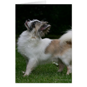 Long Haired Chihuahua Looking at Camera