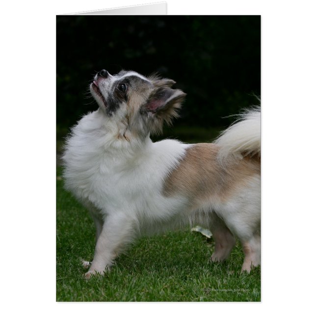 Long Haired Chihuahua Looking at Camera (Front)