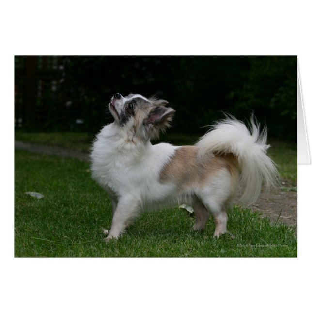 Long Haired Chihuahua Looking at Camera (Front Horizontal)