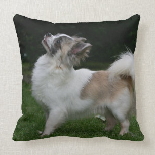 Long Haired Chihuahua Looking at Camera Cushion