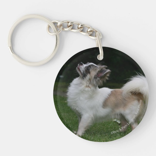 Long Haired Chihuahua Looking at Camera Key Ring (Front)