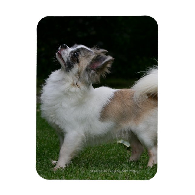 Long Haired Chihuahua Looking at Camera Magnet (Vertical)