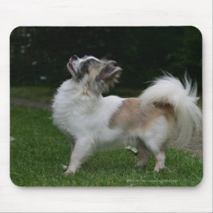 Long Haired Chihuahua Looking at Camera Mouse Mat