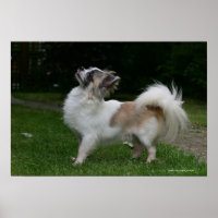 Long Haired Chihuahua Looking at Camera