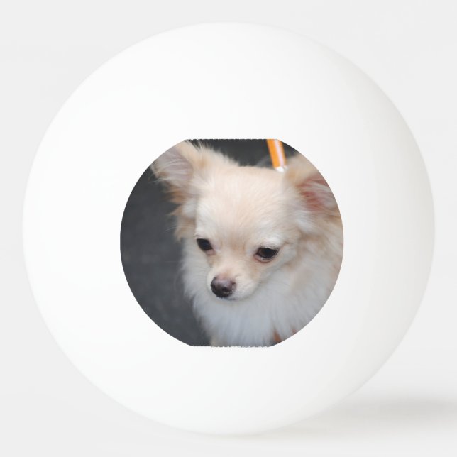 Long Haired Chihuahua Ping Pong Ball (Front)