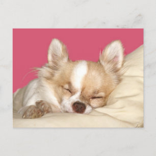 Long haired Chihuahua Postcard