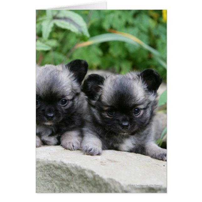 Long Haired Chihuahua Puppies (Front)