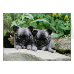 Long Haired Chihuahua Puppies