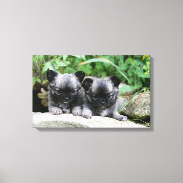 Long Haired Chihuahua Puppies Canvas Print (Front)