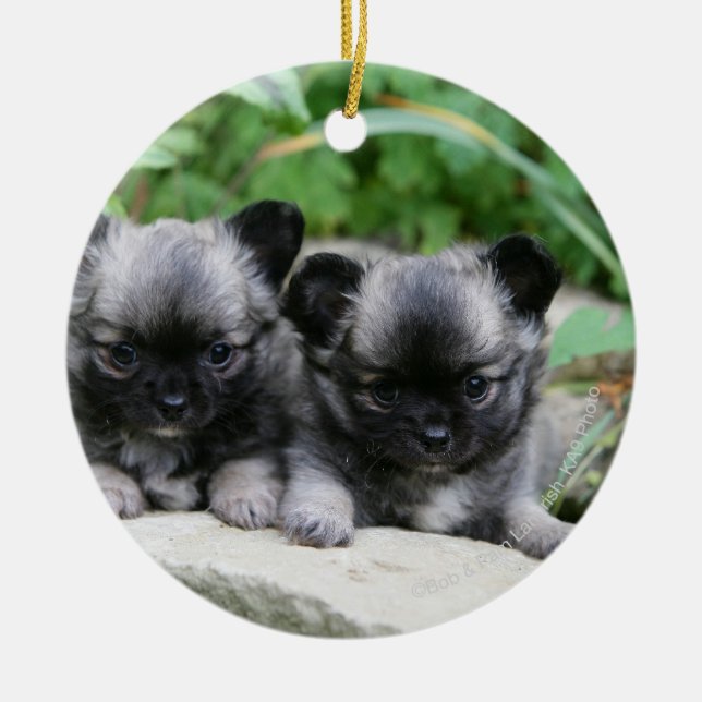 Long Haired Chihuahua Puppies Ceramic Tree Decoration (Front)