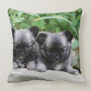 Long Haired Chihuahua Puppies Cushion