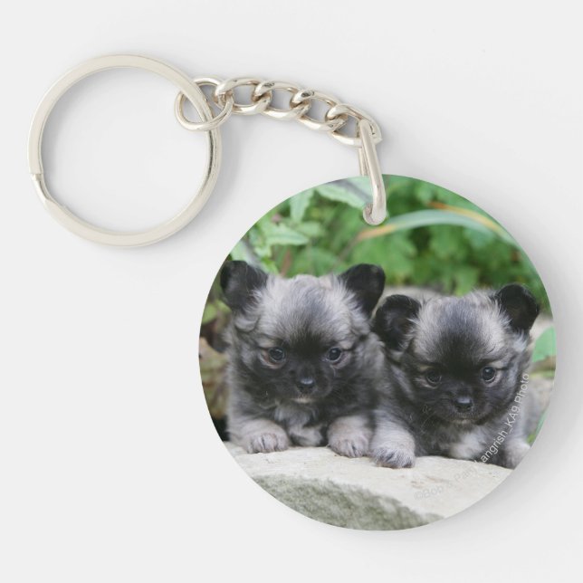 Long Haired Chihuahua Puppies Key Ring (Front)