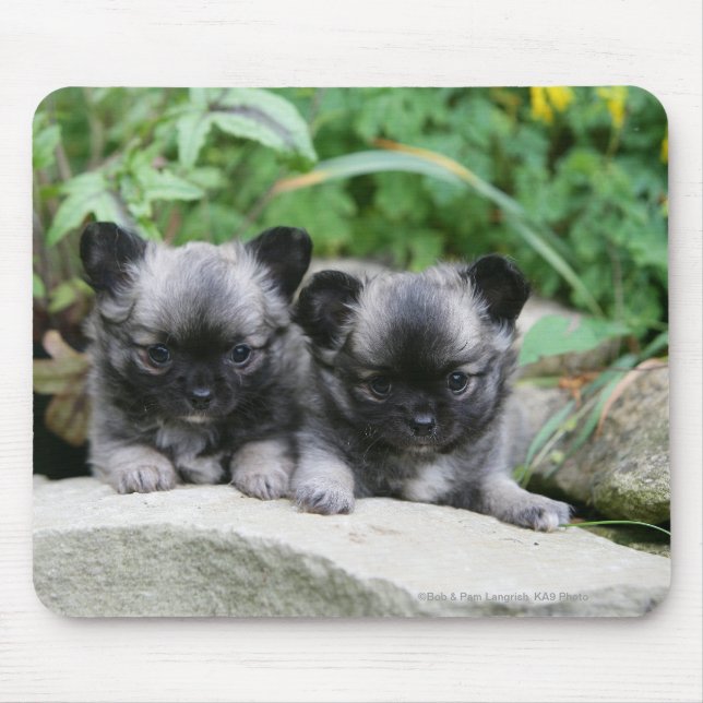 Long Haired Chihuahua Puppies Mouse Mat (Front)