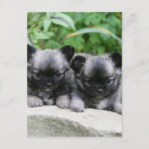 Long Haired Chihuahua Puppies Postcard