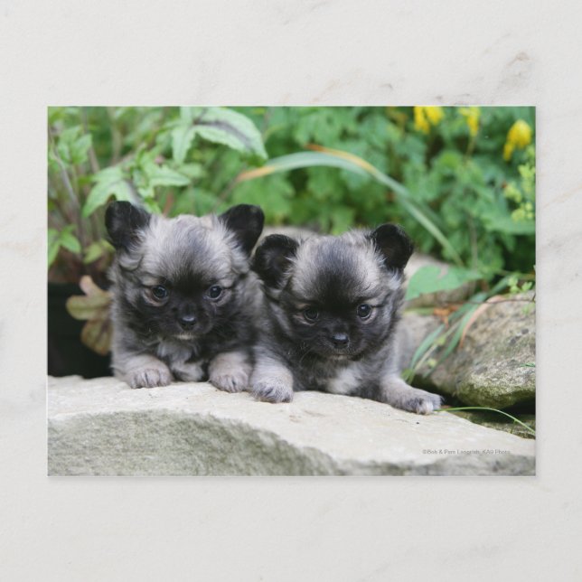 Long Haired Chihuahua Puppies Postcard (Front)