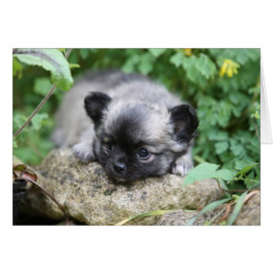 Long Haired Chihuahua Puppy