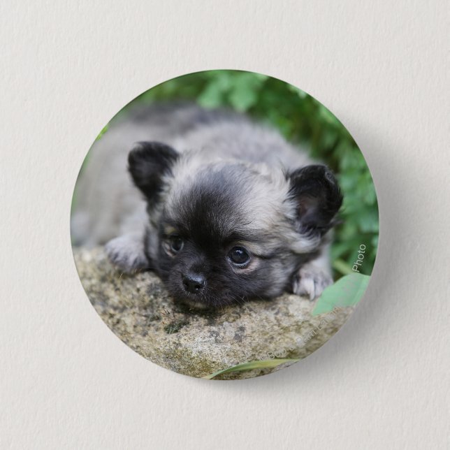 Long Haired Chihuahua Puppy 6 Cm Round Badge (Front)