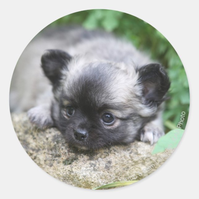 Long Haired Chihuahua Puppy Classic Round Sticker (Front)