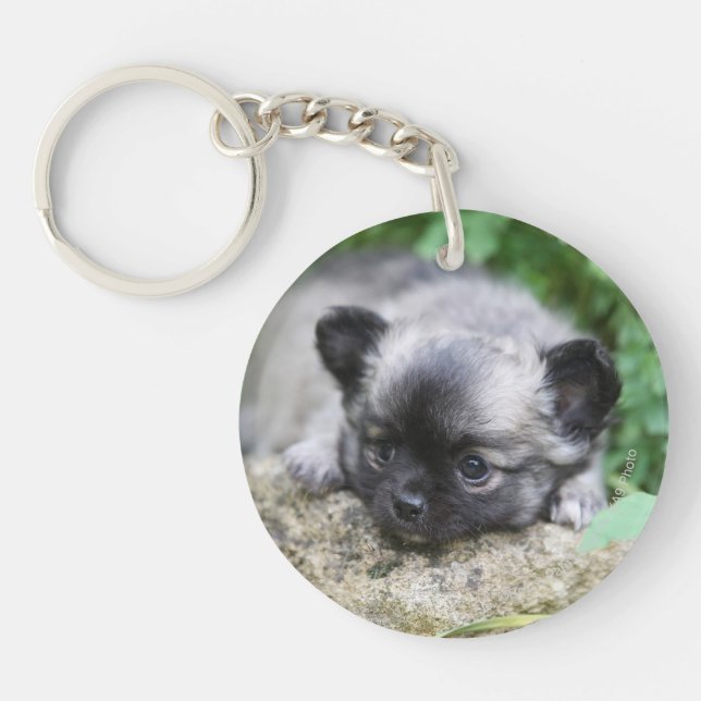 Long Haired Chihuahua Puppy Key Ring (Front)