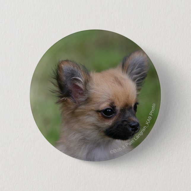 Long Haired Chihuahua Puppy Looking at Camera 6 Cm Round Badge (Front)