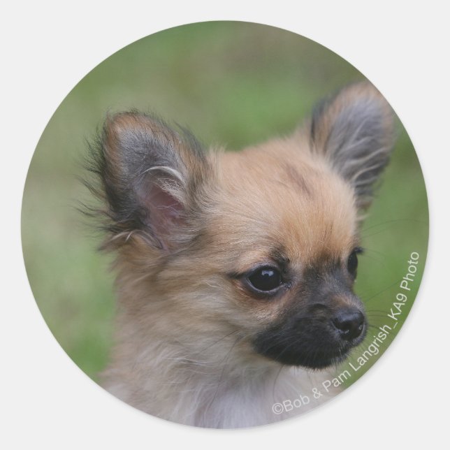 Long Haired Chihuahua Puppy Looking at Camera Classic Round Sticker (Front)