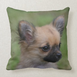 Long Haired Chihuahua Puppy Looking at Camera Cushion