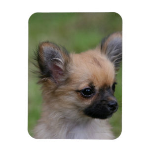 Long Haired Chihuahua Puppy Looking at Camera Magnet