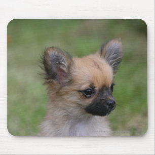 Long Haired Chihuahua Puppy Looking at Camera Mouse Mat