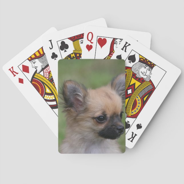 Long Haired Chihuahua Puppy Looking at Camera Playing Cards (Back)