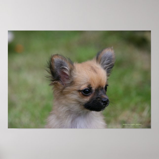 Long Haired Chihuahua Puppy Looking at Camera Poster (Front)