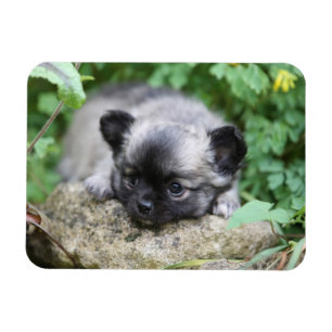 Long Haired Chihuahua Puppy Magnet