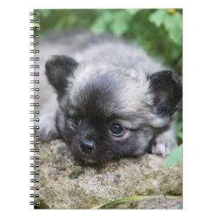 Long Haired Chihuahua Puppy Notebook