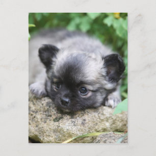 Long Haired Chihuahua Puppy Postcard