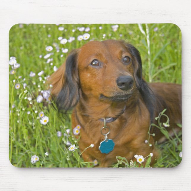 long haired dachshund mouse mat (Front)