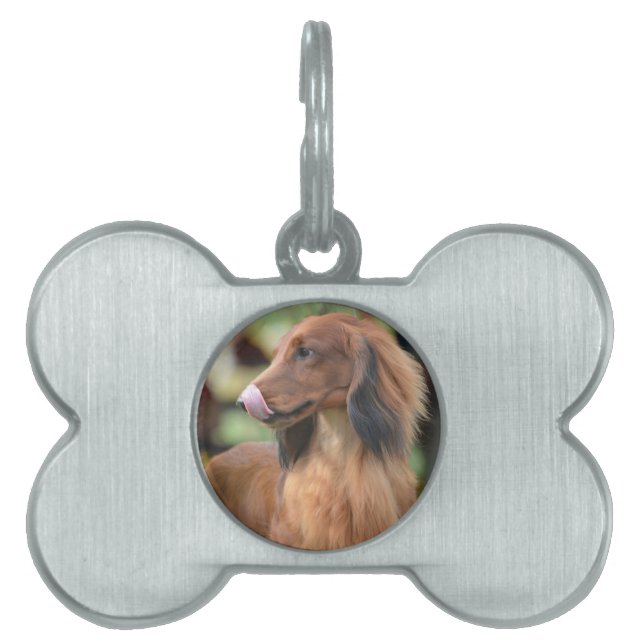 Long Haired Dachshund Pet ID Tag (Front)