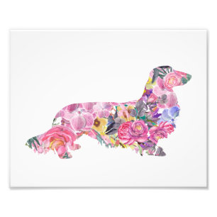 Long Haired Dachshund Photo Print