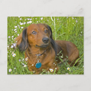 long haired dachshund postcard