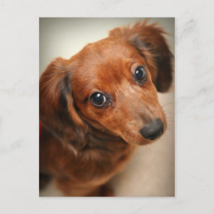 Long-Haired Dachshund Puppy Postcard