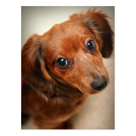 Long Haired Dachshund Puppy Postcard Zazzle Co Uk