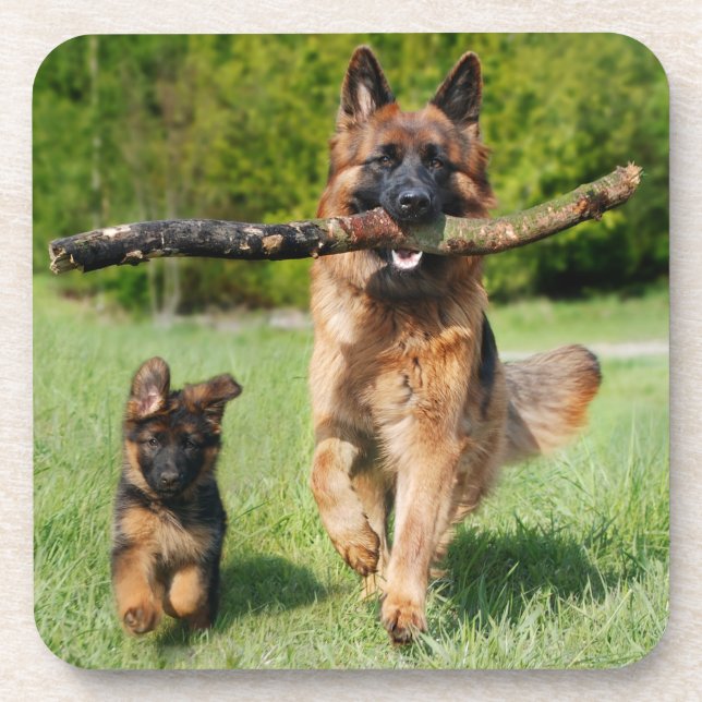 Long Haired Fluffy German Shepherd Dog and Puppy Coaster (Front)